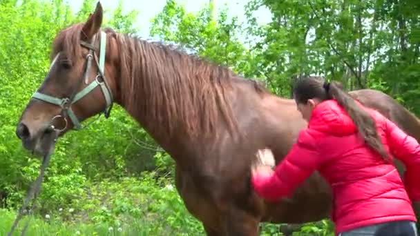 Femme peignant le cheval dans la forêt — Video