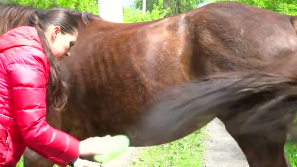 Женщина расчесывает лошадь в лесу крупным планом — стоковое видео