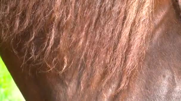 Крупный план коричневых красивых лошадей тела с гривой волос — стоковое видео