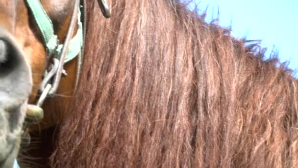 Gros plan de beaux chevaux corps avec les cheveux de crinière 