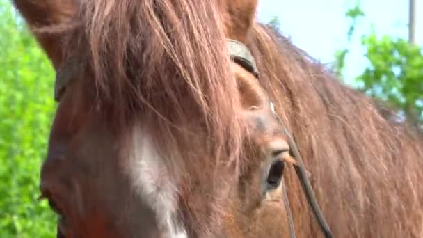 Gros plan de beaux chevaux bruns visage avec les cheveux de crinière 