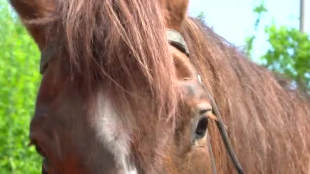 Close-up van bruin mooie paarden gezicht met de haren van de manen — Stockvideo