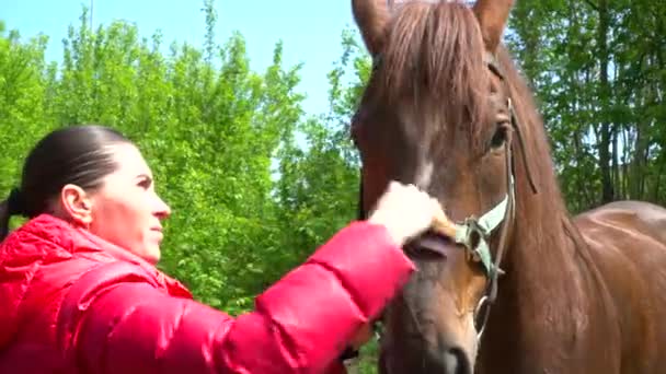 Mulher penteando os cavalos rosto ao ar livre — Vídeo de Stock