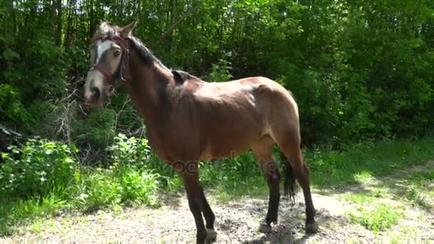 Junge Frau sattelt das braune Pferd — Stockvideo