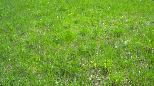 Nahaufnahme von grünem Gras und Blumen, die sich auf Wind bewegen — Stockvideo