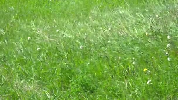 Closeup of a green grass moving on wind in summer — Stock Video