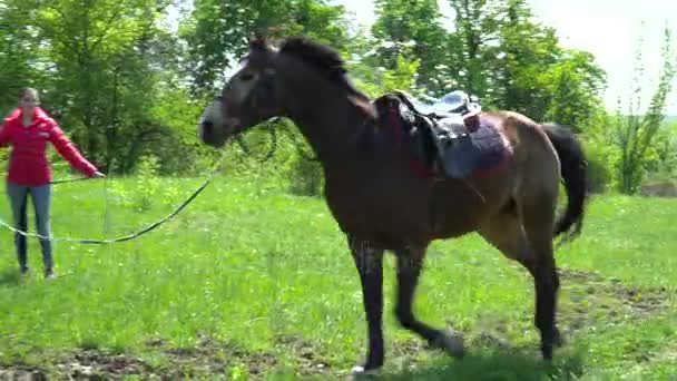 Mooi bruin paard waarop de cirkel op het gras — Stockvideo