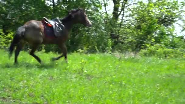 Beau cheval brun courant vite sur le cercle — Video