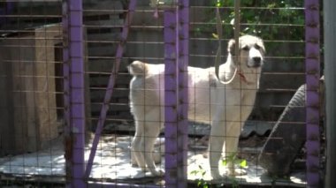 Büyük beyaz köpek içinde belgili tanımlık kafes