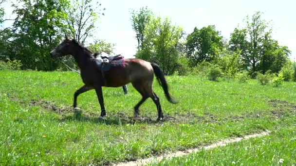 Красивая коричневая лошадь быстро бежит по кругу замедленной съемки — стоковое видео