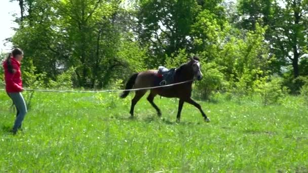 Caballo marrón corriendo rápido en el círculo de cámara lenta — Vídeos de Stock