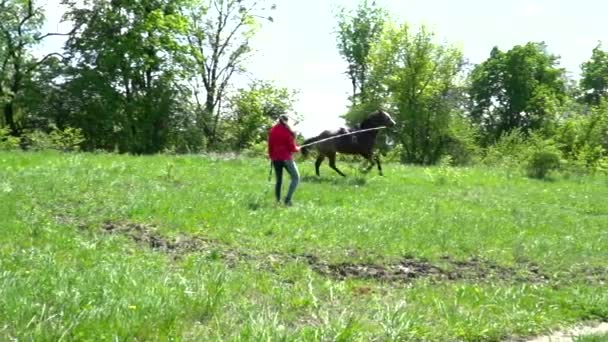 Cheval courant vite sur le cercle au ralenti — Video