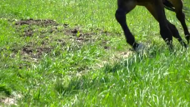 Primo piano del cavallo bruno che corre veloce sul cerchio rallentatore — Video Stock