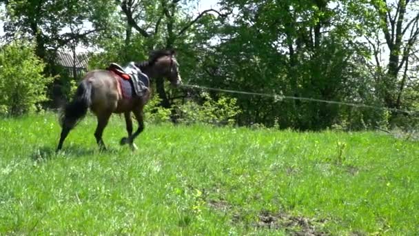 Vacker brun häst körs på cirkel slow motion — Stockvideo
