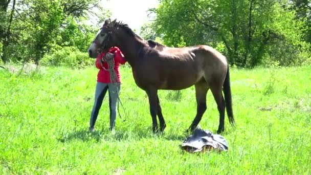 Cavallo bruno che mangia sul prato vicino alla donna — Video Stock