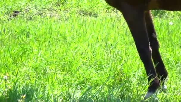 Brown horse eating on the meadow closeup — Stock Video