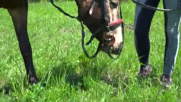 Caballo marrón comiendo en el primer plano del campo — Vídeos de Stock