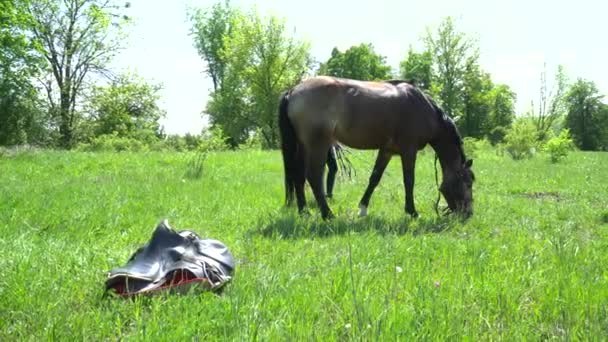Belo cavalo marrom comendo no prado closeup — Vídeo de Stock