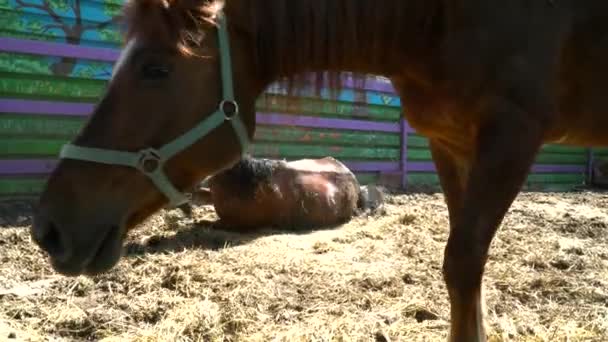 Primer plano de una nariz de caballo oliendo la cámara — Vídeos de Stock