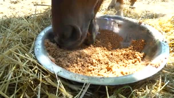Primer plano de un caballo marrón comiendo en la granja — Vídeo de stock
