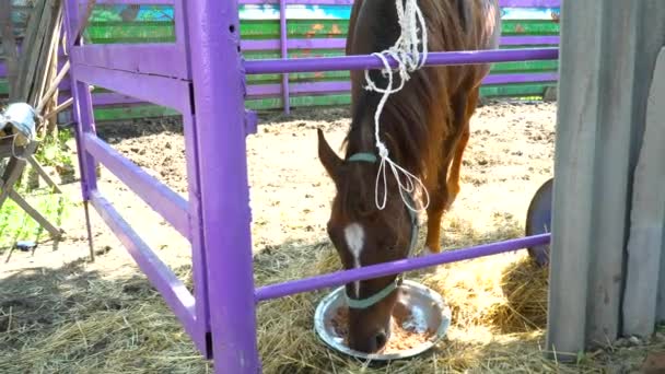 Cavalo castanho comendo na fazenda — Vídeo de Stock