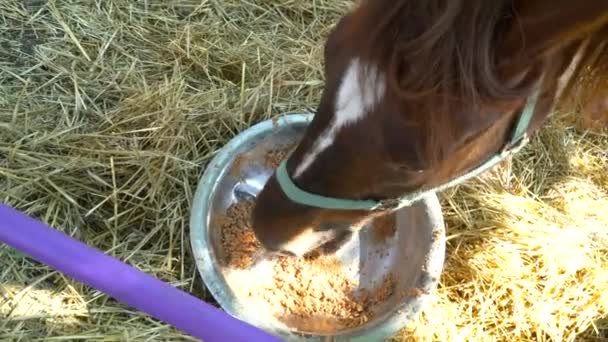 Close-up de um belo cavalo comendo na fazenda — Vídeo de Stock