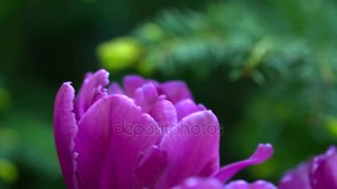 Çayır üzerinde güzel Menekşe Lale closeup