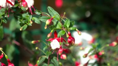 Yaz aylarında, güzel bir çiçek closeup makro