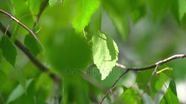 Huş kedicik çiçek ve yaprak, yakın çekim