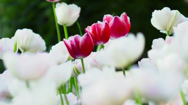 Gros plan d'une tulipe blanche et rose sur la prairie — Video