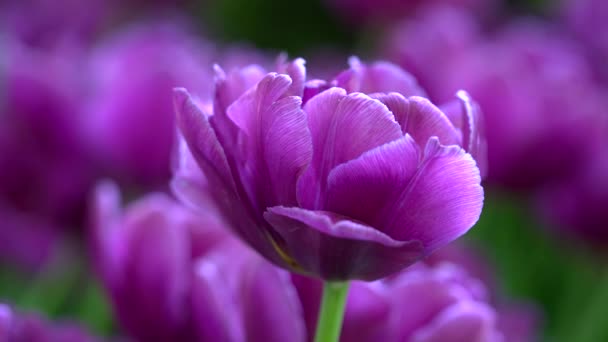 Gros plan d'une tulipe violette sur la prairie 