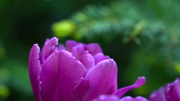 Primer plano de un hermoso tulipán violeta en el prado — Vídeos de Stock