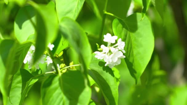 Primer plano de una lila blanca durante el verano — Vídeos de Stock