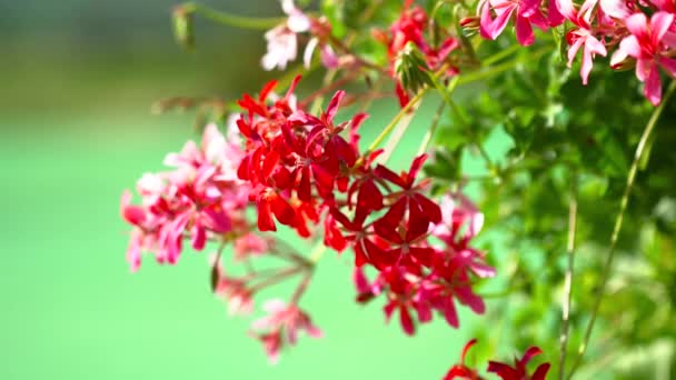 Yaz aylarında güzel bir çiçek closeup — Stok video