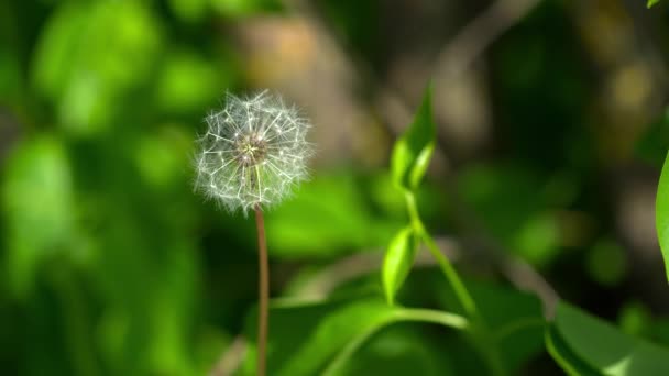 Primer plano del diente de león blanco en el prado — Vídeos de Stock