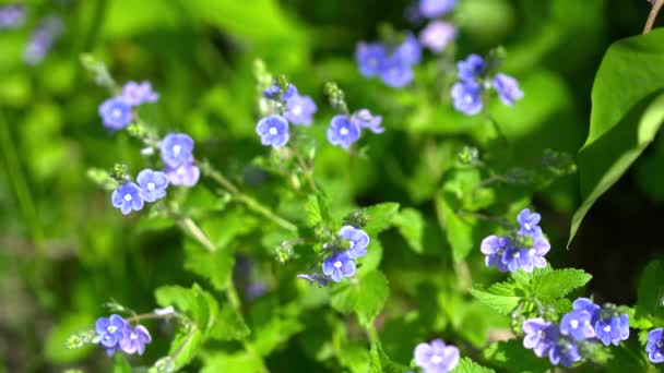 Makro piękny niebieski kwiat na łące — Wideo stockowe