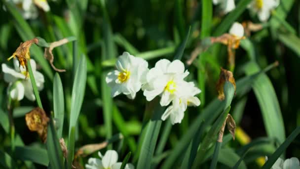 Beautiful white narcissus closeup on the meadow, macro — Stock Video