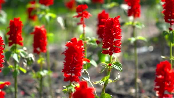 Primer plano de flores rojas en el jardín — Vídeo de stock
