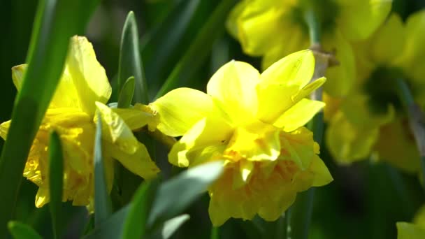 Beautiful yellow narcissus close seup on the meadow, macro — стоковое видео