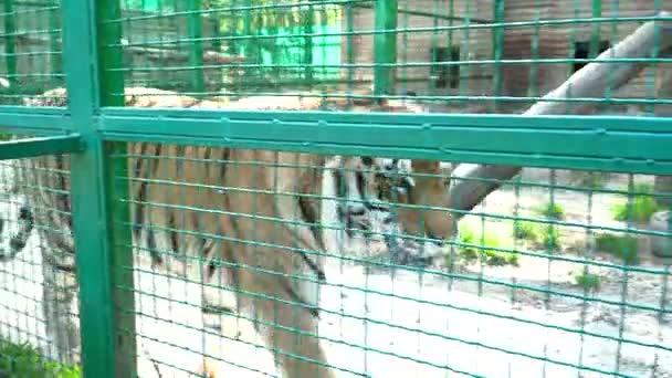 Hermoso tigre atrapado en la jaula durante el verano — Vídeo de stock