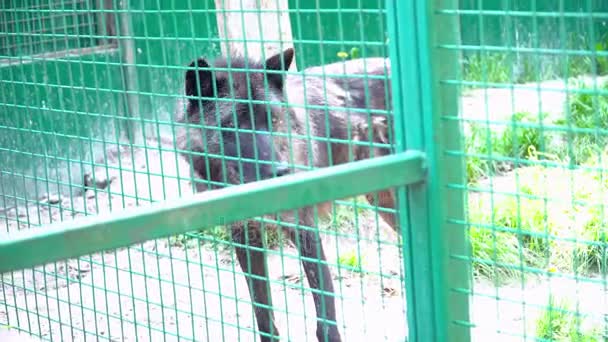 Schwarzer Wolf im Sommer im Käfig — Stockvideo