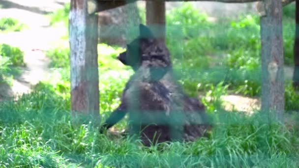 Schwarzer Wolf sitzt im Sommer im Käfig — Stockvideo