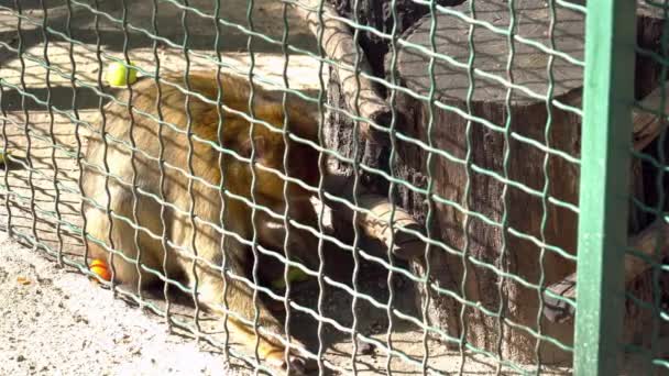 Primer plano de un mono esponjoso en la jaula en el zoológico — Vídeos de Stock