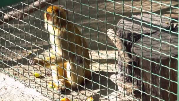 Fechar-se de um macaco bonito na gaiola no zoológico — Vídeo de Stock