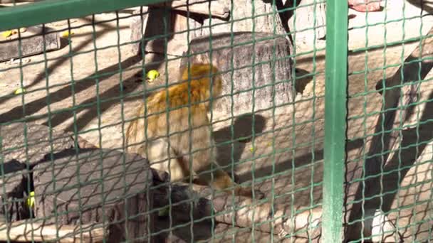 Monkey gå i buren i djurparken — Stockvideo