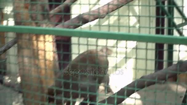 Cute monkey walking in the cage in the zoo — Stock Video