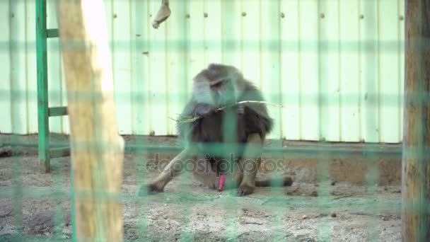 Macaco sentado na gaiola no zoológico — Vídeo de Stock