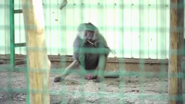 Mono comiendo en la jaula en el zoológico — Vídeo de stock