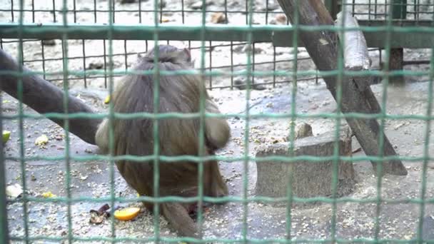 Fluffiga monkey promenader i buren i djurparken — Stockvideo