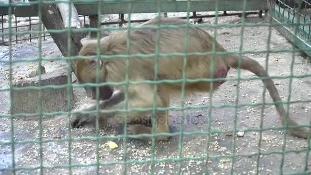 Mono esponjoso comiendo en la jaula en el zoológico — Vídeos de Stock